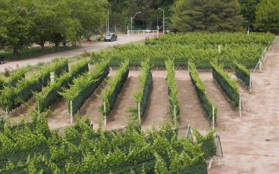 La calidad del Malbec depende de la orientación de la plantación