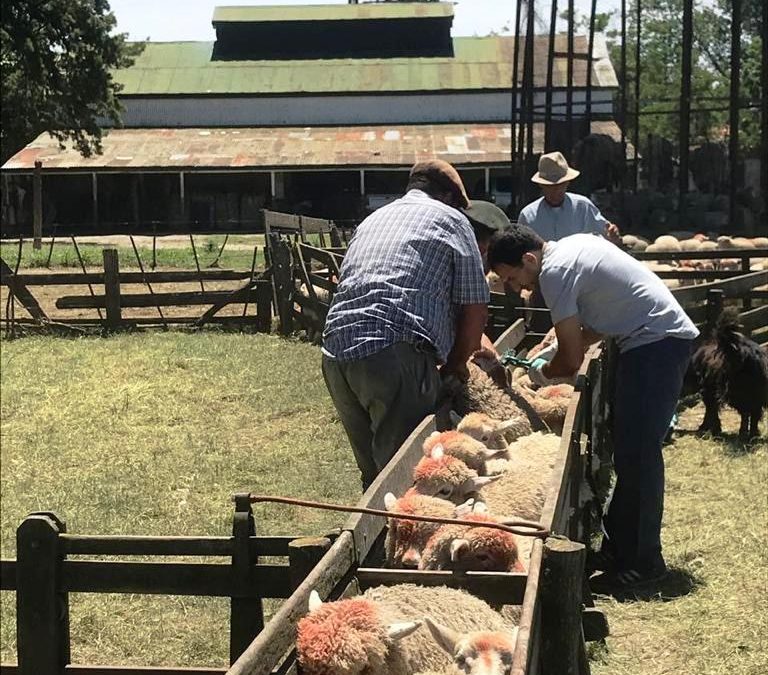 Provincia de Buenos Aires: convocan a presentar proyectos ovinos