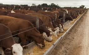 Coronavirus: pese a la pandemia la actividad ganadera de engorde a corral abastece bien al mercado interno