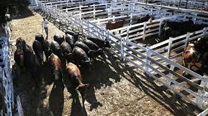 Liniers: ingresos reducidos y precios sostenidos