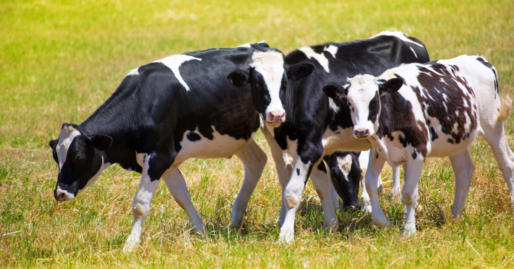Seis razones para vacunar a los bovinos contra la brucelosis