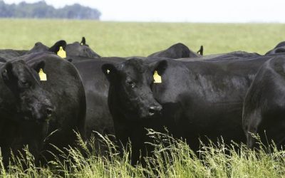 El tren de la ganadería empuja a soja y maíz?