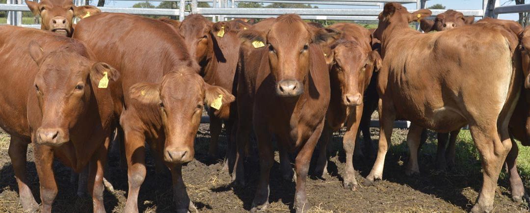 Argentina revalidó ante Australia el más alto nivel sanitario respecto a la EEB, el Mal de la vaca loca
