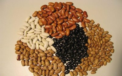 Autoproducción de semillas, un camino hacia la seguridad alimentaria