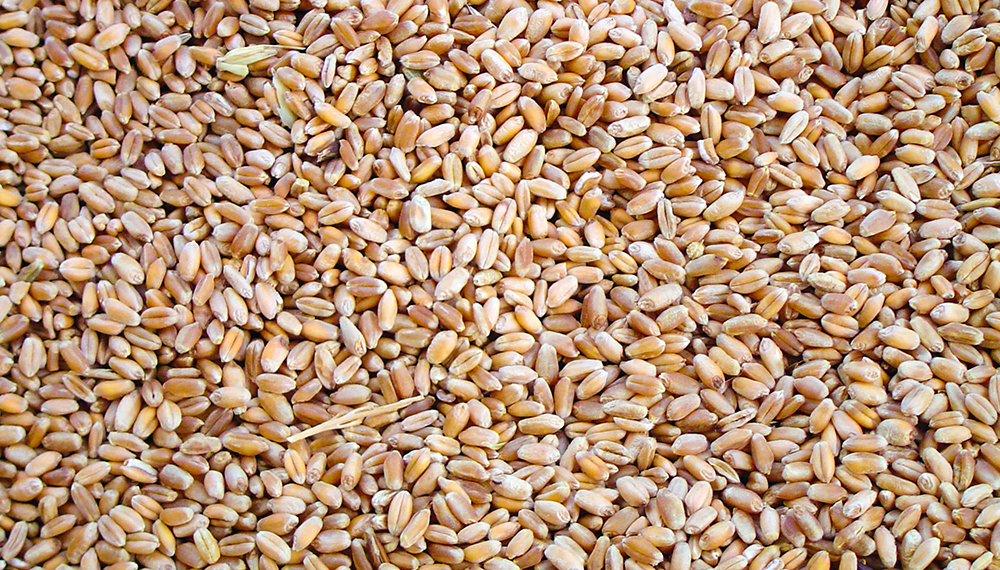 Un técnico con nexos con el Instituto Patria controlará el mercado de semillas