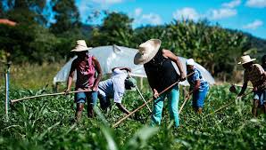 Agricultura asiste a productores familiares en la distribución de bolsones de hortalizas