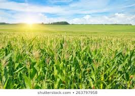 Sancor Seguros consolida su liderazgo en seguros agropecuarios