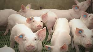 Con los deberes hechos, el sector porcino necesita apoyo