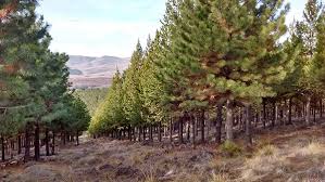 Presentaron una plataforma digital para ordenar inversiones en la industria maderera