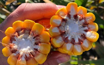 Buenas Prácticas Agrícolas: ¿Por qué los bioinsumos son clave para la producción sustentable?