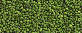 Arvejas y lentejas, una alternativa productiva para pasar el invierno