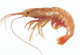 La provincia de Buenos Aires impulsó la prospección de langostino