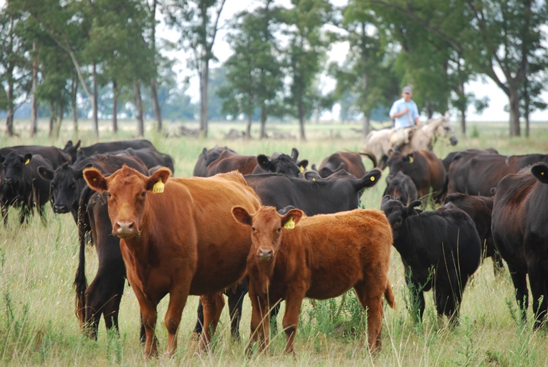 Manejo de los rodeos: qué hacer antes de que comience el invierno