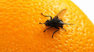 Nueva tecnología aplicada al monitoreo de la mosca de los frutos