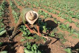 Agricultura transfirió más de 3 mil millones de pesos a pequeños productores tabacaleros