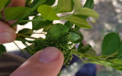 Liberación masiva de avispas benéficas para frenar el HLB, la enfermedad que afecta a los cítricos