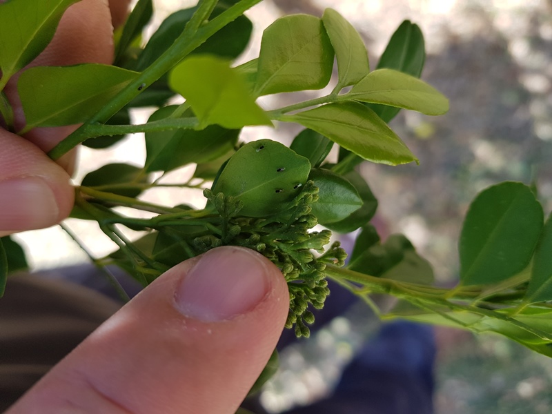 Liberación masiva de avispas benéficas para frenar el HLB, la enfermedad que afecta a los cítricos