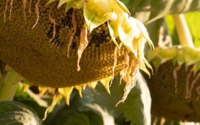 NK muestra su tecnología para girasol en el NEA