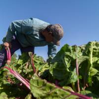 El Gobierno dispuso 30 millones de pesos para la agricultura familiar, campesina e indígena