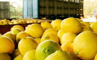 Por fin exportan limones a China