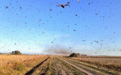 Desde Paraguay, las langostas llegaron a Corrientes y en Córdoba ya están tomando las medidas de protección para evitar la propagación.