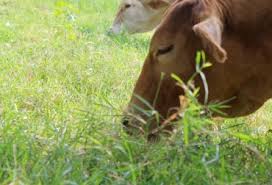 ¿Cuánto se gana invirtiendo en el buen manejo de pasturas?