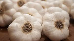 Las claves del cultivo de ajo, hoy.