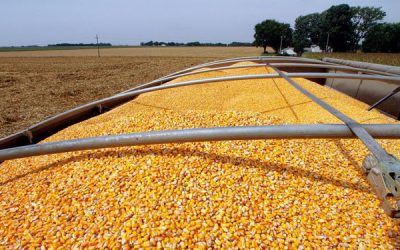 Informe del USDA: en plena cosecha argentina hay fuertes subas para el precio del maíz en Chicago