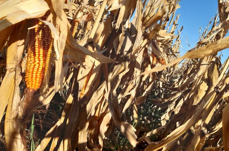 Evalúan el uso de efluentes porcinos como enmienda orgánica en maíz