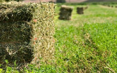 Los desafíos de Argentina frente al negocio de la henificación