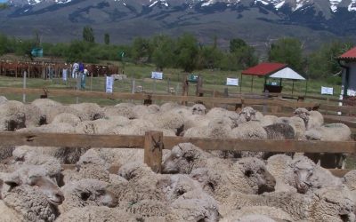 Miden la huella de carbono en la producción ovina