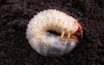 Insectos de suelo: enemigos invisibles de cultivos de invierno