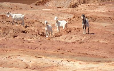 En un mapa, identifican ambientes muy degradados para recuperarlos