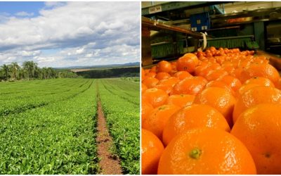 Dos nuevas empresas obtienen el sello de Calidad «Alimentos Argentinos, una Elección Natural»