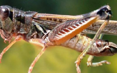 Tucuras: Ciclo biológico, umbral para el control químico, Estación de monitoreo y alarma y control químico