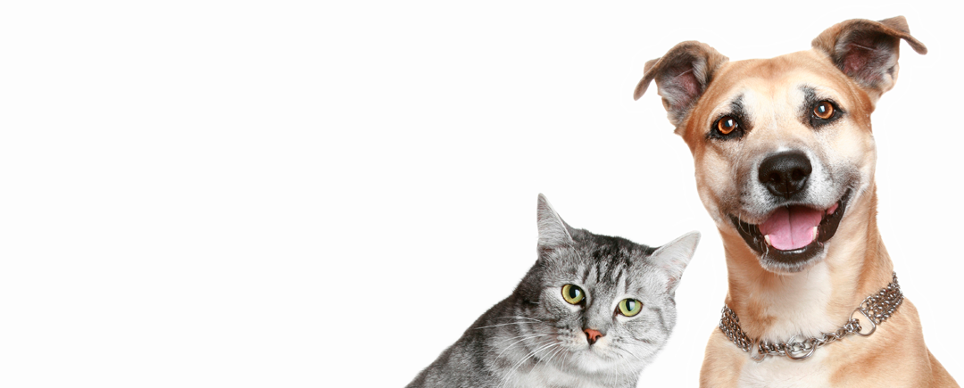 Alerta sanitaria: Rabia, una zoonosis latente