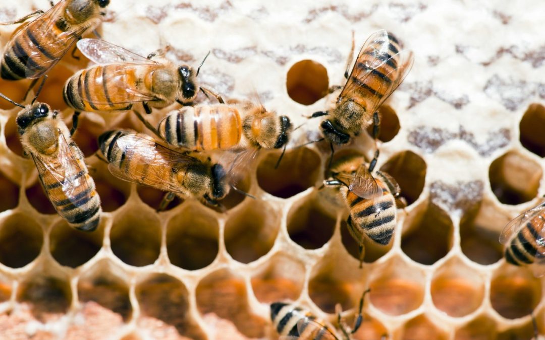 Se recomienda a los apicultores verificar las reservas alimenticias de sus colmenas