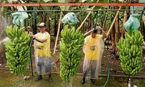 Tractorazo y entrega de bananas en Formosa