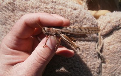 Cuánto tiempo podrá prolongarse la invasión de langostas.
