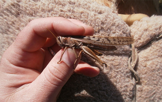 Cuánto tiempo podrá prolongarse la invasión de langostas.