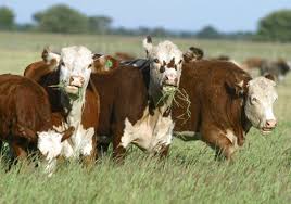 La industria frigorífica exportó 50,7 mil toneladas peso producto (tn pp) de carne vacuna en el tercer mes del año.