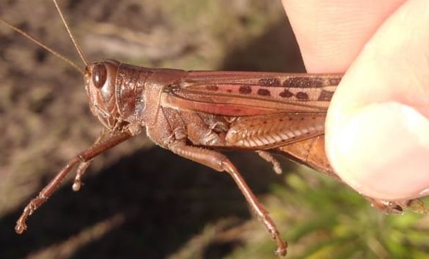 Se logró fuerte reducción de una de las dos mangas de langosta