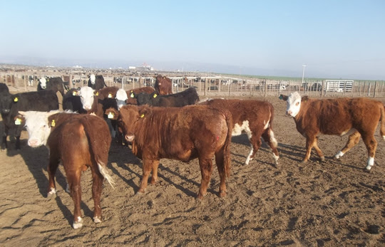 Sarna bovina: una enfermedad que nunca se fue