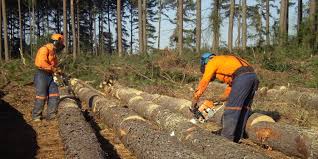 Sector foresto industrial: El «Vaca Verde» que el Gobierno debe mirar como salida económica y social para la post pandemia