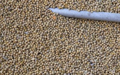 China sale de compras para capturar el precio competitivo de la soja y el maíz