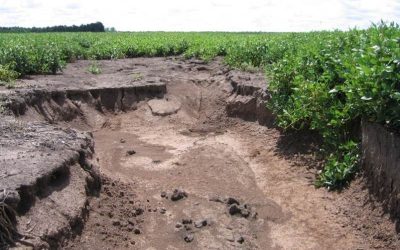 Erosión: cómo revertir la degradación del suelo