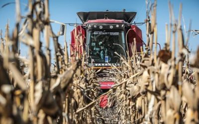 Vassalli, la otra empresa del campo en convocatoria y con el Banco Nación como principal acreedor