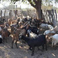 Agricultura destinará más de 25 millones  de pesos para el desarrollo caprino santiagueño