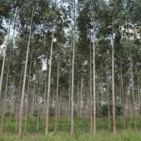 Agricultura transfiere pagos a forestadores por 73,9 millones de pesos