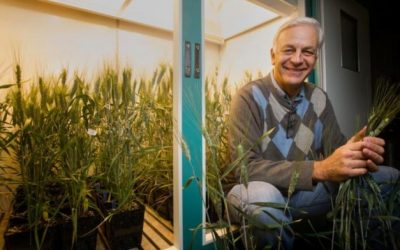 Trigo en el Congreso Aapresid: herramientas genómicas que incrementan su valor nutritivo